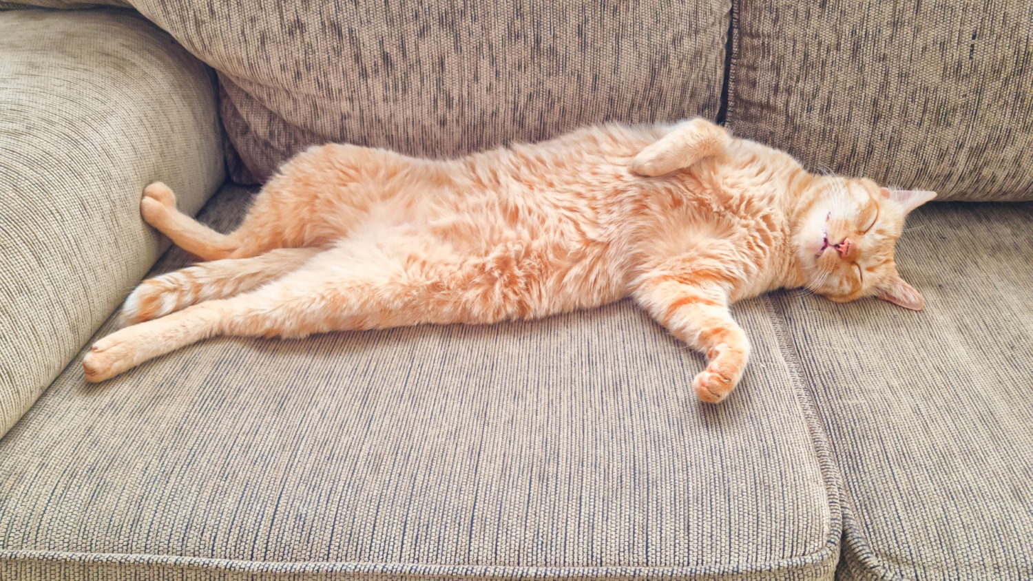 ペットの性格で変わるプランニング