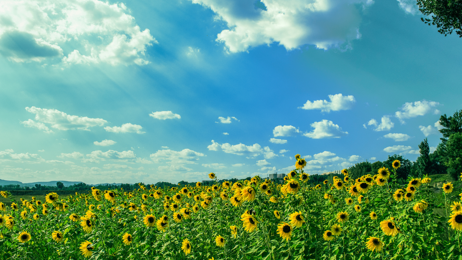 夏（6月・7月・8月）のリノベーション
