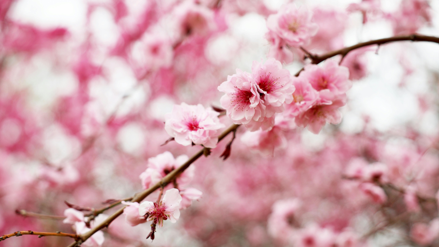 春（3月・4月・5月）のリノベーション