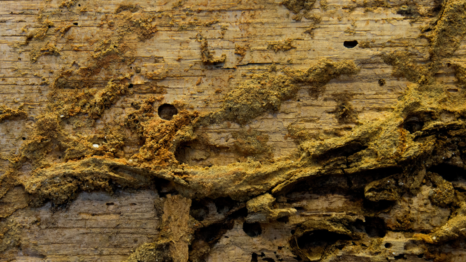 見落としがち。基礎の「防虫・防蟻効果」はすでに切れています