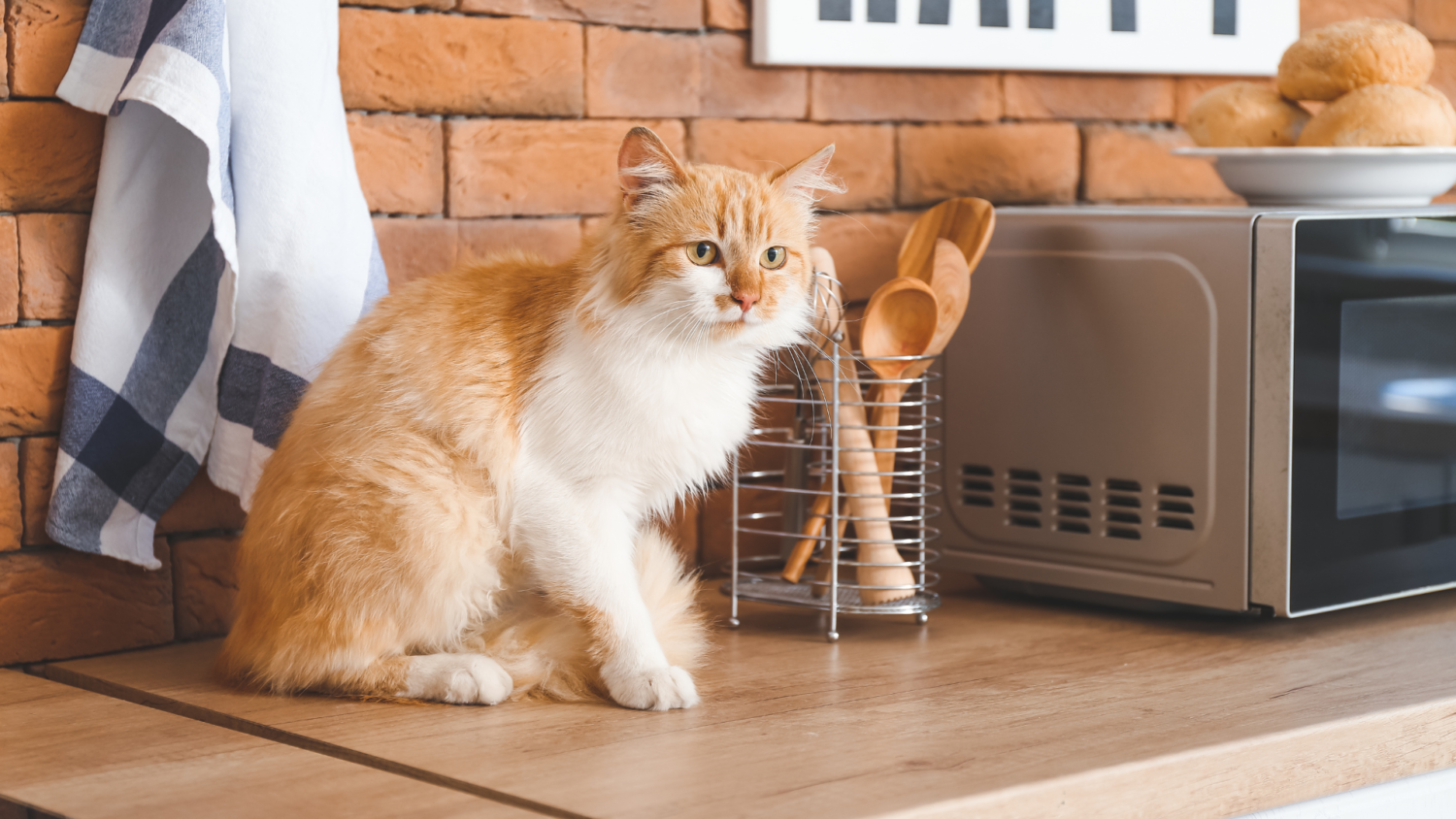 【部屋別】猫が喜ぶリノベーションのポイント
