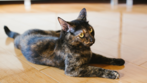 猫 床