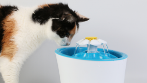 猫 水飲み場