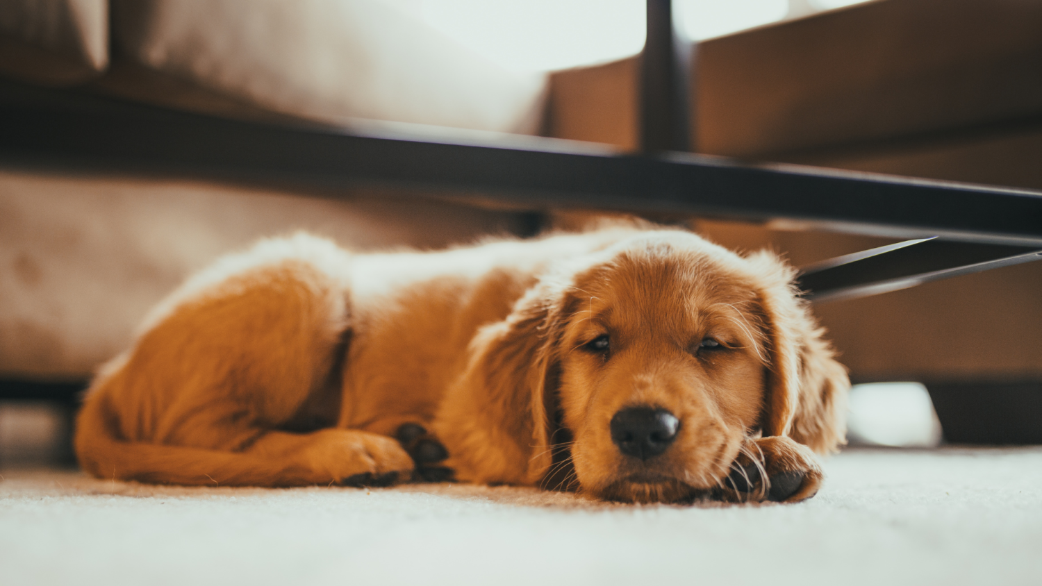【参考プラン②】大型犬とのびのび過ごす、回遊動線のある広々LDK