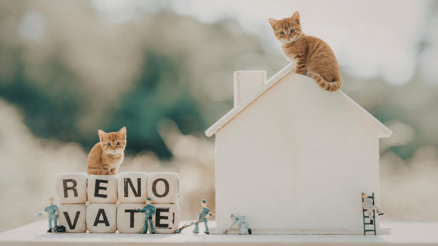 猫リノベーションを「段階的に進める」という賢い選択も