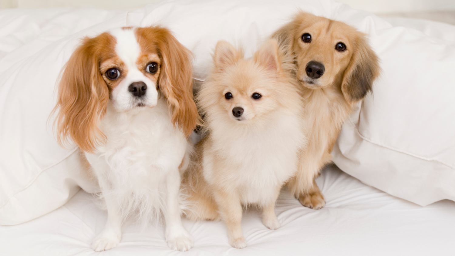 愛犬との暮らしを劇的に快適にするおすすめ導入設備